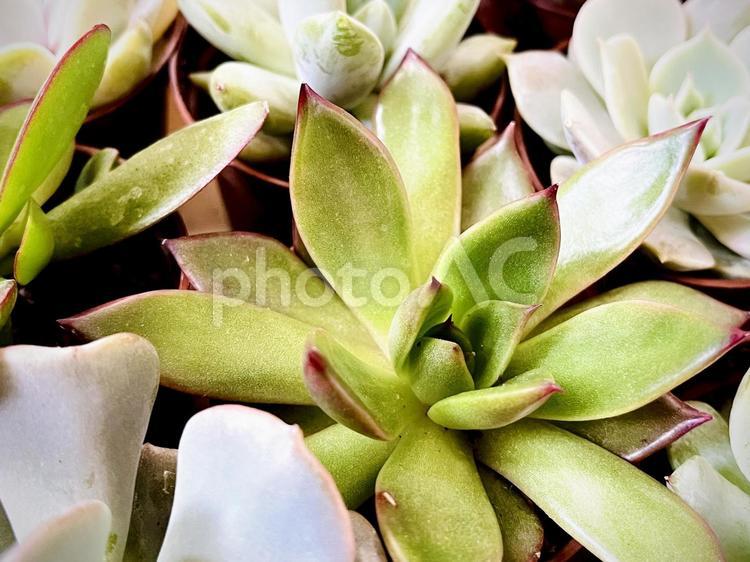 たくさんの多肉植物 02 多肉植物,エケベリア,観葉植物の写真素材