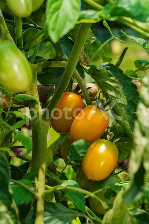 赤く色づくトマトの栽培家庭菜園 野菜,トマト,農業の写真素材
