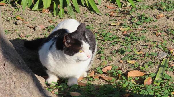 ポカポカ陽気を満喫するもふもふな猫様 猫,黒白猫,ハチワレの写真素材