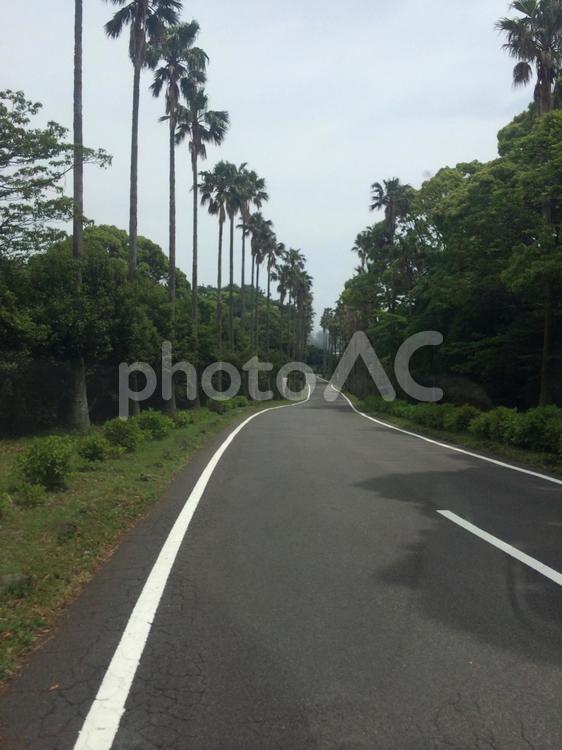 南国風 夏のヤシの木ロード 道路,ヤシの木,木の写真素材