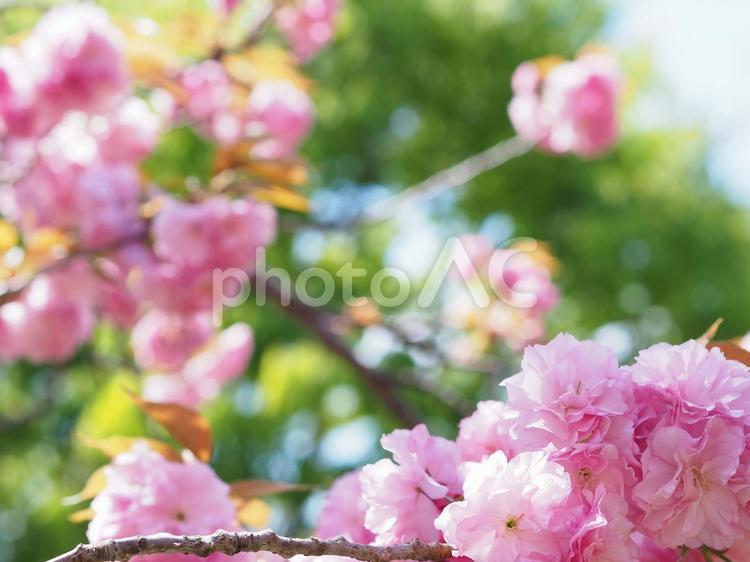 満開の八重桜と青空 八重桜,満開,春の写真素材