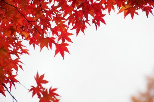 紅葉 紅葉の写真