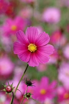 コスモス４１ コスモス,秋,かわいいの写真素材