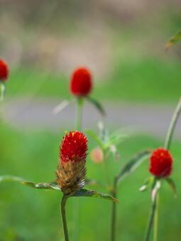Red flowers Red flowers