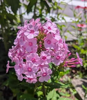 花魁草 花魁草の写真