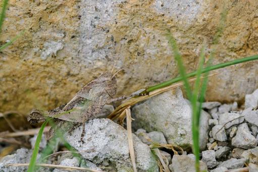 grasshopper ⑷, JPG