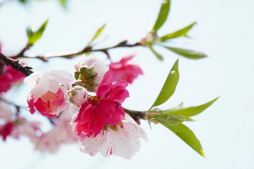 可憐な花桃 可憐な花桃の写真