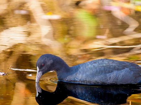 池を泳ぐオオバン オオバン,バン,野鳥の写真素材