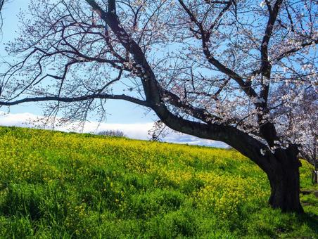 熊谷桜堤の桜 桜,ソメイヨシノ,菜の花の写真素材