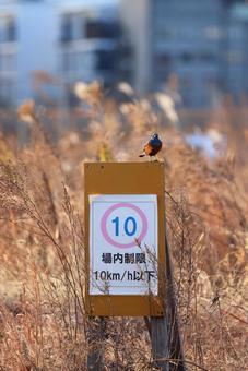 イソヒヨドリと場内標識:10km/h以下 イソヒヨドリと場内標識:10km/h以下の写真
