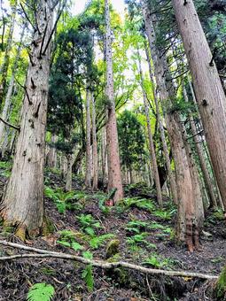 美しい緑の山道をハイキング 山道,森林,散策の写真素材