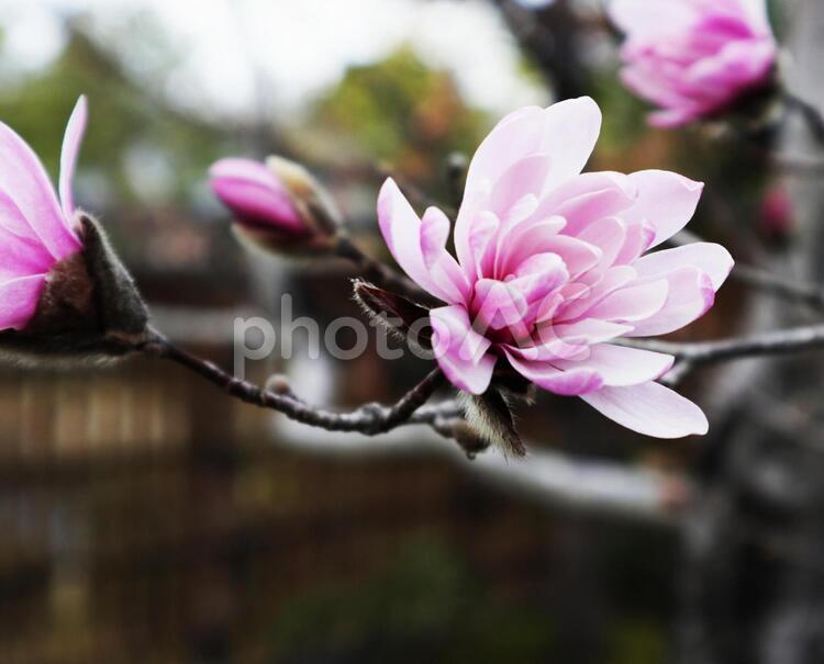 濃い桃色の花（モクレン） マグノリア,木蓮,モクレンの写真素材