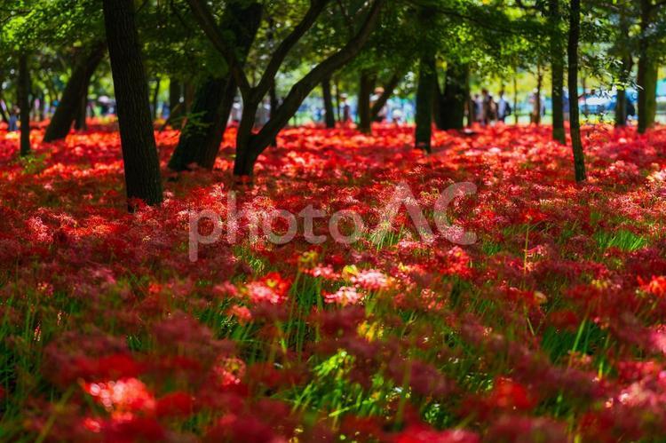 秩父巾着田に咲く曼珠沙華の花 日本,埼玉,秩父の写真素材