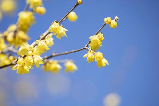 Winter plums shining against the blue sky, JPG
