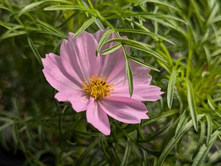 可愛いピンクのコスモス 可愛いピンクのコスモス コスモス,秋桜,花の写真素材