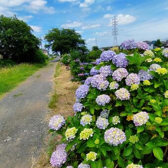 散歩道に咲く紫陽花 紫陽花,花,梅雨の写真素材