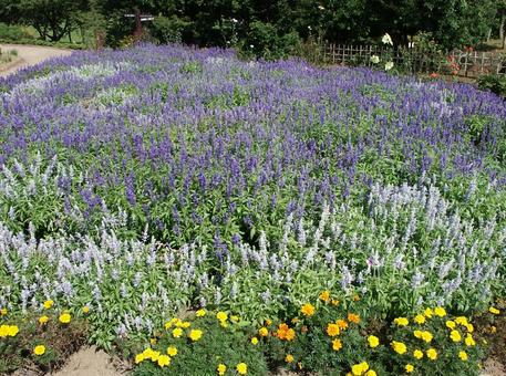 サルビア 　咲く風景 サルビア,自然風景,鮮やかの写真素材