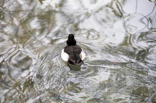 後ろ姿のカモ 後ろ姿のカモ キンクロハジロ,鳥,水鳥の写真素材