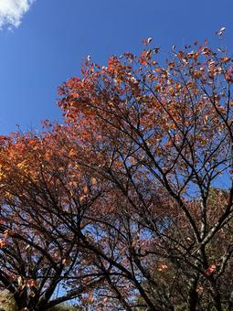 晩秋の小坂田公園の紅葉（長野県塩尻市） 小坂田公園,紅葉,秋の写真素材