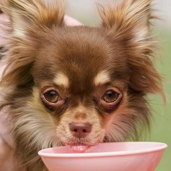 お水を飲むチワワ お水を飲むチワワ 犬,チワワ,いぬの写真素材