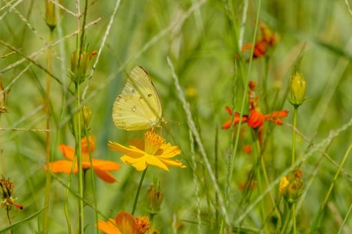 A Colias butterfly resting on a yellow cosmos, JPG A Colias butterfly resting on a yellow cosmos, JPG