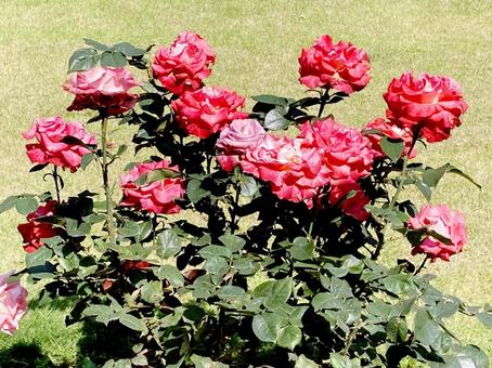 バラ バラ バラ,ローズ,花びらの写真素材