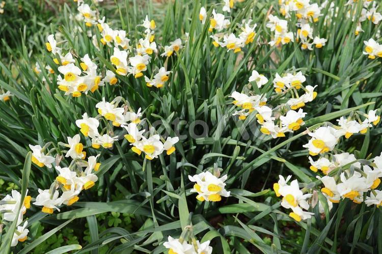 「春を感じる」フサザキスイセンの花 スイセン,花,春の写真素材
