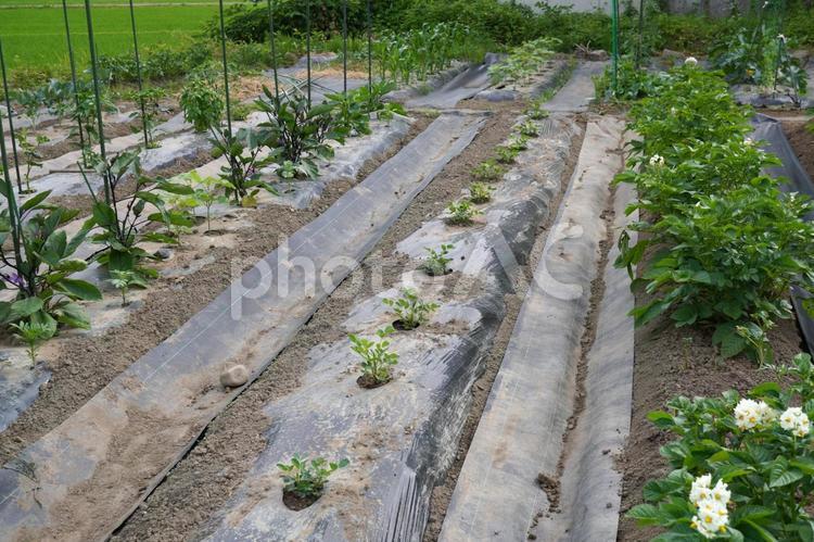 防草シートを敷いた畝間01 防草シート,畑,家庭菜園の写真素材