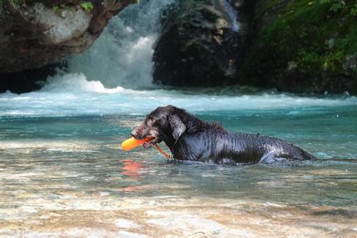 Photo, dog, large dog, retriever, 