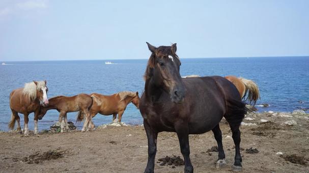 Photo, horse, sea, natural, 