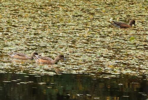 戸隠高原 秋 カモ3 戸隠高原 秋 カモ3の写真
