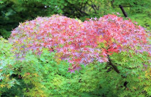 ハート形もみじの紅葉 紅葉,もみじ,もみじの木の写真素材