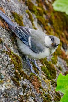シジュウカラの若鳥⑺ シジュウカラの若鳥⑺の写真