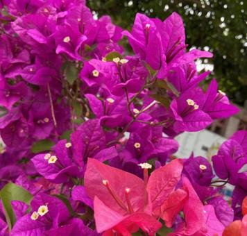 Tropical flowers, hoa, đỏ tía, trái cam, JPG