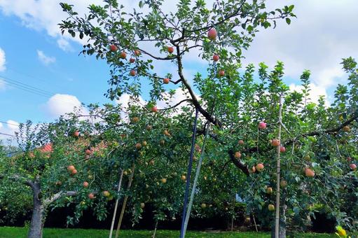 りんごの木 りんご,林檎,果物の写真素材
