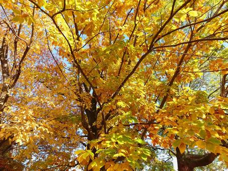 深まる秋・紅葉 深まる秋・紅葉 紅葉,枯葉,秋の写真素材