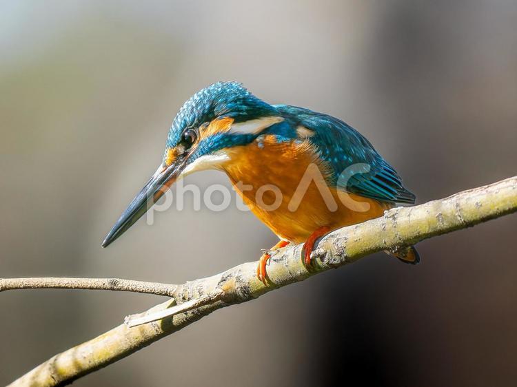 枝にとまるカワセミ カワセミ,野鳥,鳥の写真素材