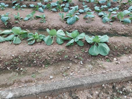 畑 畑 野菜,畑,土の写真素材