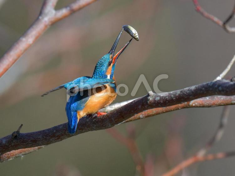いただきま〜す！　食欲旺盛なカワセミくん カワセミ,くちばし,小鳥の写真素材