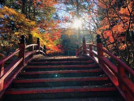 紅葉 もみじ 秋 紅葉 もみじ 秋 の写真
