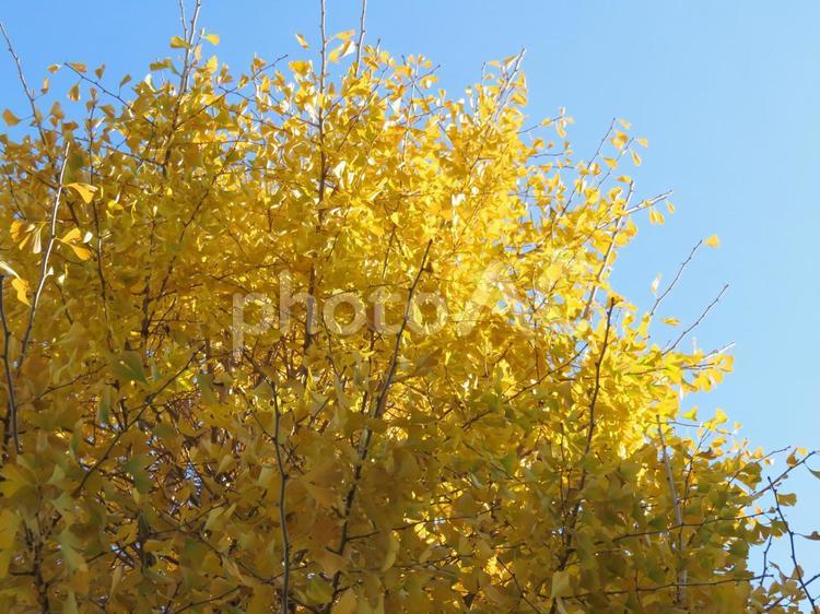青空と黄色く紅葉した銀杏の木 紅葉,銀杏,イチョウの写真素材