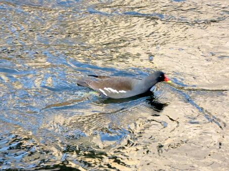 冬の河川の中をぐんぐん泳ぐ鳥のバン バン,鳥,野鳥の写真素材