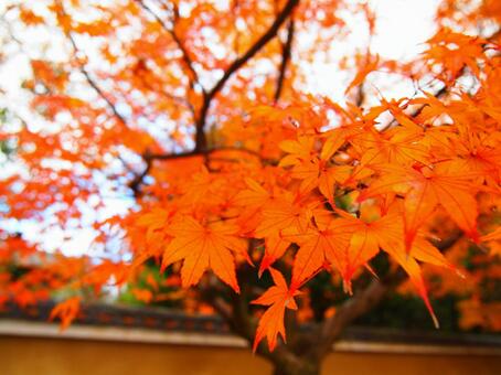 もみじ もみじの写真