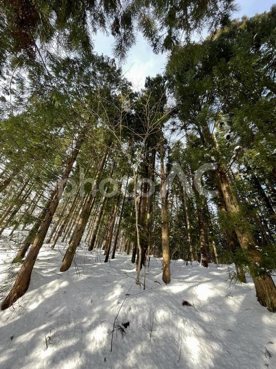 冬の森林 冬,雪,森林の写真素材