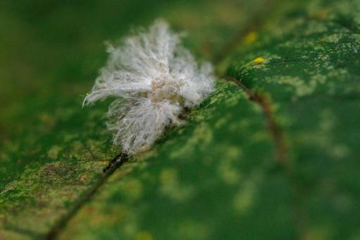 ふわふわとした白い生毛のハゴロモの幼虫 ふわふわとした白い生毛のハゴロモの幼虫 昆虫,虫,自然の写真素材