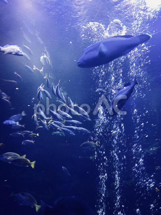 水族館の水槽の魚 水中,魚,水域の写真素材