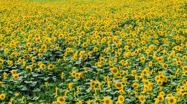 太陽の花園 太陽の花園の写真
