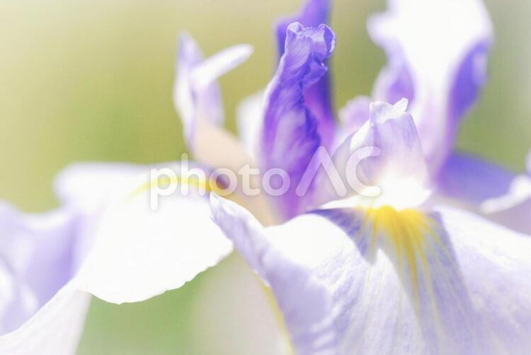 植物　花　菖蒲 植物,花,ソフトフォーカスの写真素材