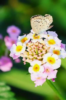 １０月中旬のランタナの花とシジミチョウ ランタナ,花,植物の写真素材