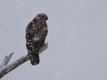 吹雪の中のノスリ 吹雪の中のノスリの写真
